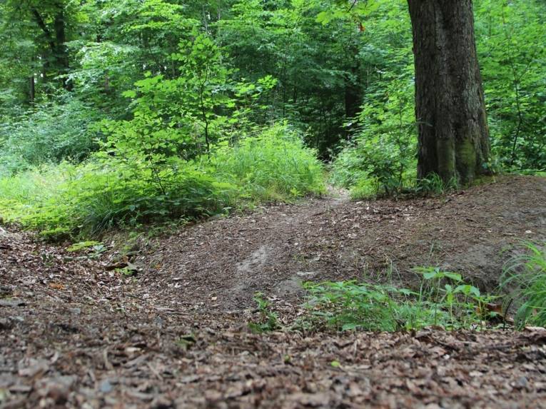 Ein illegaler Weg im Deister, entstanden durch Mountainbikefahrten